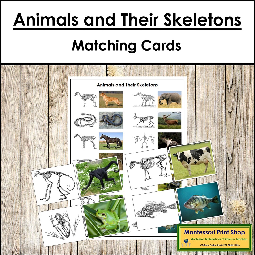 Animals and Their Skeletons Matching Cards - Montessori Zoology ...