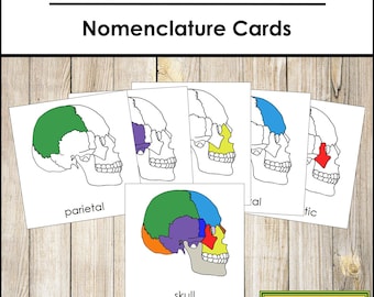 Onderdelen van een schedel: nomenclatuur, 3-delige kaarten en kopieersjabloon - Montessori menselijke anatomie (digitale download)
