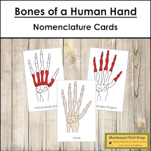 Os d'une main humaine Nomenclature en 3 parties (rouge) - cartes Montessori imprimables - téléchargement numérique