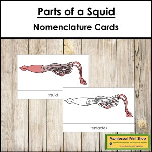 Tarjetas de 3 partes con la nomenclatura de las partes de un calamar - Zoología Montessori - Materiales Montessori imprimibles - Descarga digital