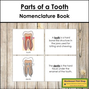 Parts of a Tooth Nomenclature Book - Science - Printable Montessori Materials - Digital Download