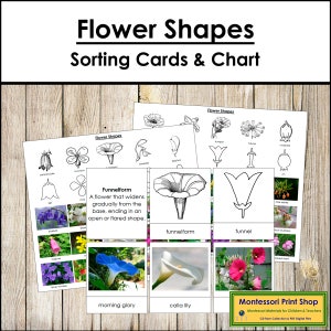 Conifer Vs Deciduous Trees: Printable Classroom Poster for Tree ...