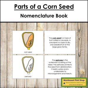 Parts of a Corn Seed Nomenclature Book - Montessori Botany - Printable Montessori Materials - Digital Download