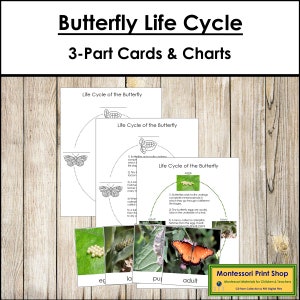 The Butterfly Life Cycle 3-Part Cards & Charts - Montessori Nomenclature - Printable Montessori Materials - Digital Download