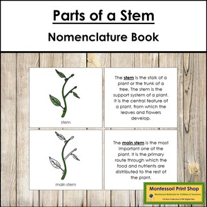 Parts of a Stem Nomenclature Book - Montessori Botany - Printable Montessori Materials - Digital Download