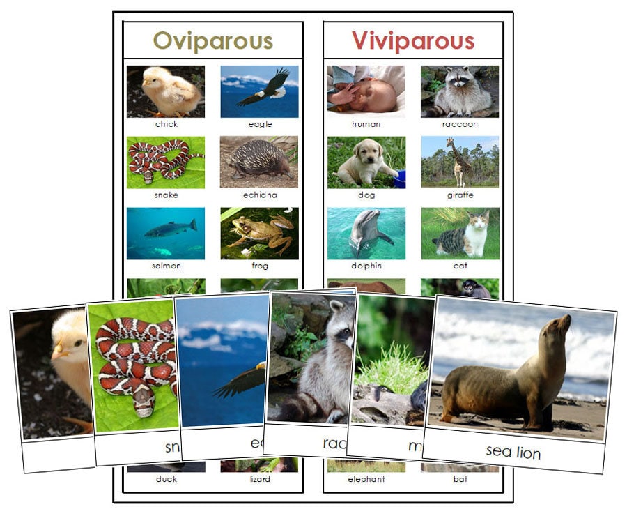 Oviparous and Viviparous Animals Sorting Cards & Control Chart Etsy