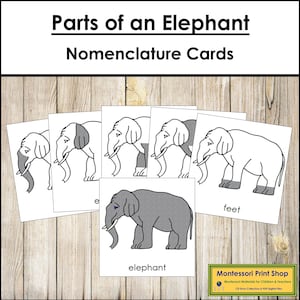 Parts of an Elephant Nomenclature 3-Part Cards & Blackline Master - Montessori Zoology (Digital Download)