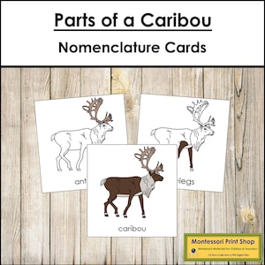 Tarjetas de 3 partes con la nomenclatura de las partes del caribú - Zoología Montessori - Materiales Montessori imprimibles - Descarga digital
