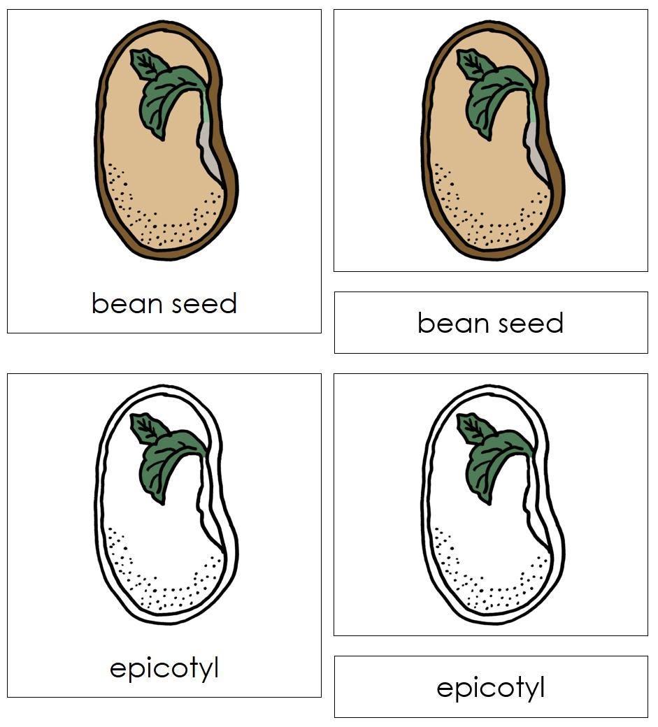 Parts of a Bean Seed Nomenclature 3-part Cards & Blackline Master ...