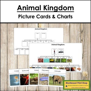 Grafici e schede del regno animale - Zoologia Montessori - Schede Montessori stampabili - Download digitale