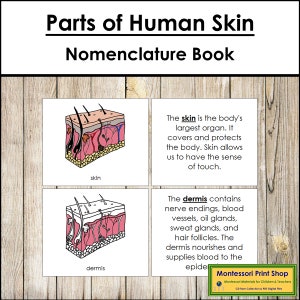 Parts of Skin Nomenclature Book - Science - Printable Montessori Materials - Digital Download