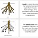 Parts of a Root Nomenclature Book - Montessori Botany - Printable ...