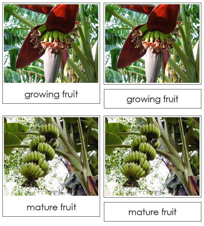 Banana Tree Life Cycle