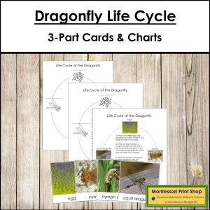 Tarjetas y gráficos de 3 partes del ciclo de vida de la libélula - Nomenclatura Montessori - Materiales Montessori imprimibles - Descarga digital