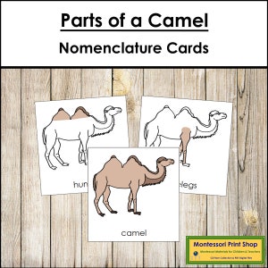 Schede in 3 parti sulla nomenclatura delle parti di un cammello - Zoologia Montessori - Materiali Montessori stampabili - Download digitale