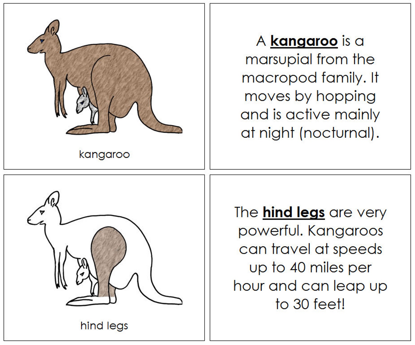 Parts of a Kangaroo Nomenclature Book Montessori Zoology Etsy