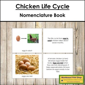 The Chicken Life Cycle Book - Montessori Nomenclature - Printable Montessori Materials - Digital Download