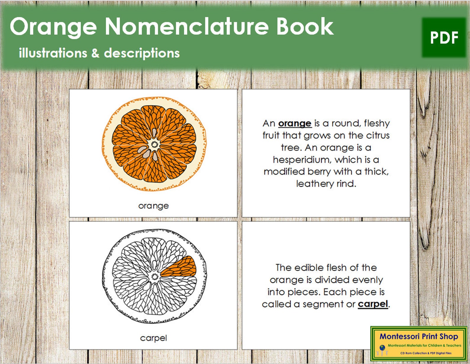 Parts of an Orange Nomenclature Book Montessori Botany Etsy