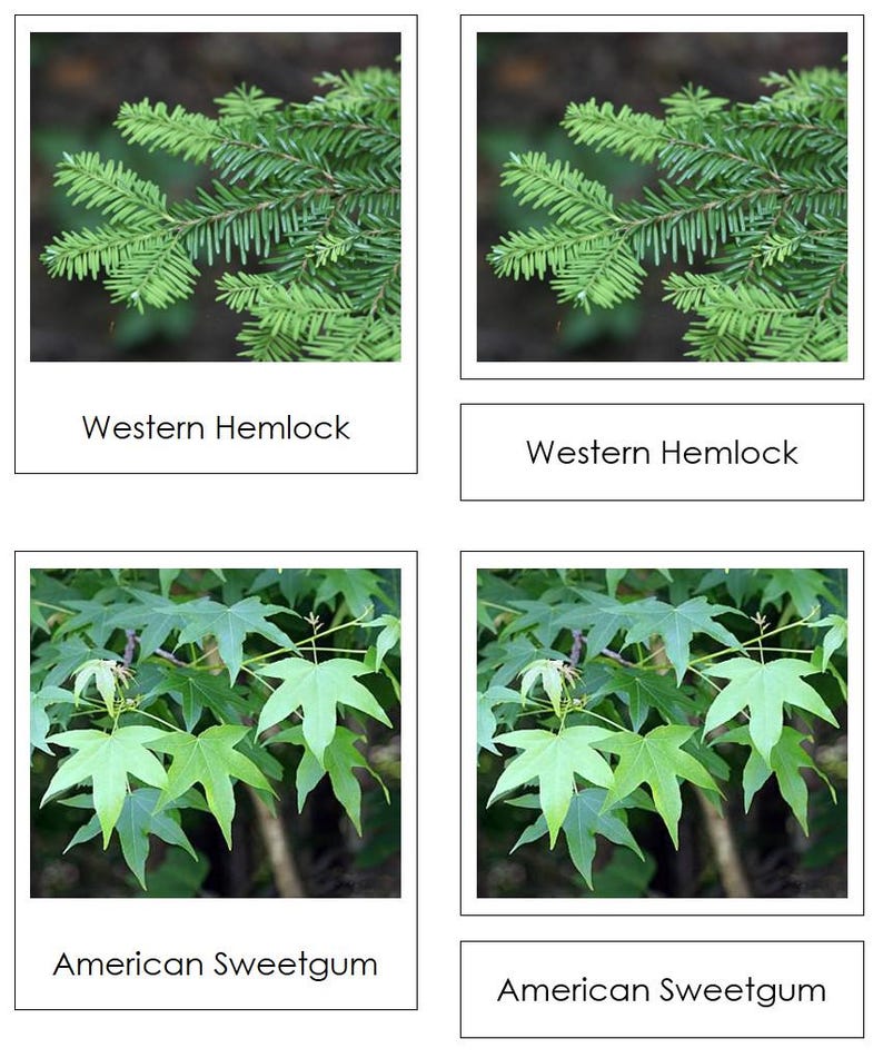 Types of Trees Sorting Cards & Chart [coniferous and Deciduous ...