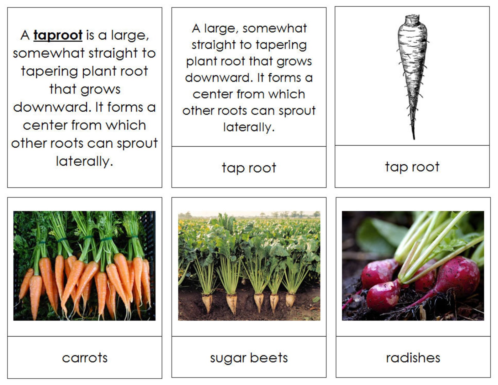 Plant Roots Information Sorting Cards & Control Chart Etsy