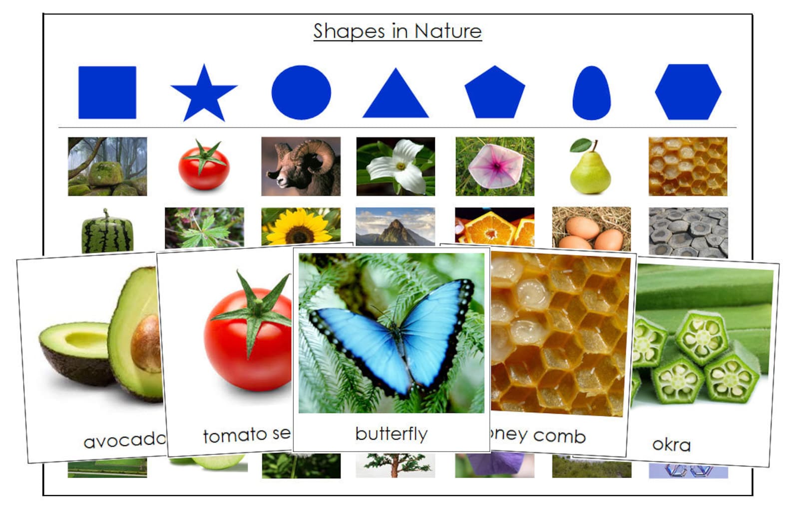 Shapes In Nature Sorting Cards & Control Chart Montessori Etsy