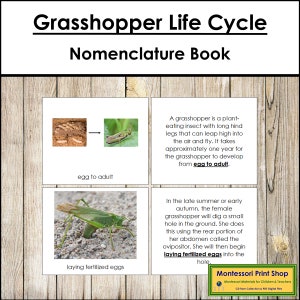 The Grasshopper Life Cycle Book - Montessori Nomenclature - Printable Montessori Materials - Digital Download