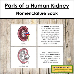 Parts of a Kidney Nomenclature Book - Science - Printable Montessori Materials - Digital Download