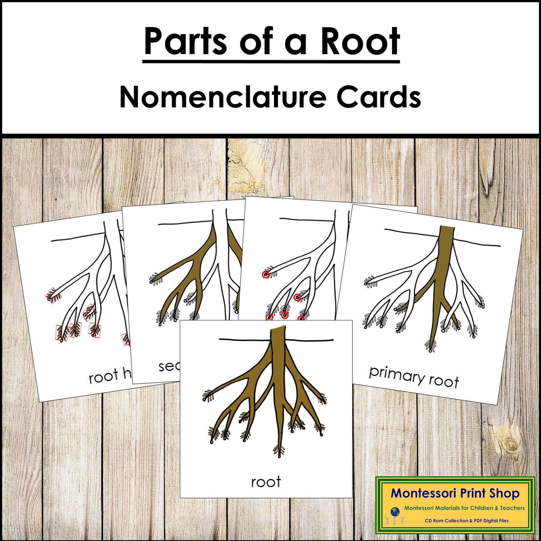 Parts of a Root Nomenclature 3-part Cards & Blackline Master ...