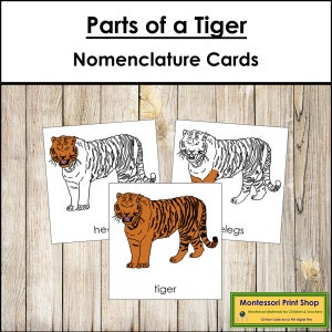 Parts of a Tiger Nomenclature 3-Part Cards - Zoology - Printable Montessori Materials - Digital Download
