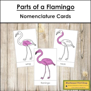 Parts of a Flamingo Nomenclature 3-Part Cards - Montessori Zoology - Printable Montessori Materials - Digital Download