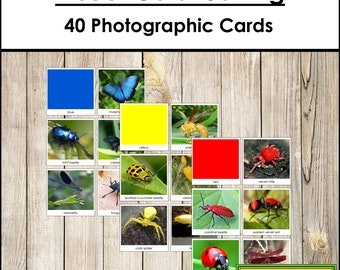 Insect Color Sorting Cards - Montessori Sensorial - Printable Montessori Cards - Digital Download