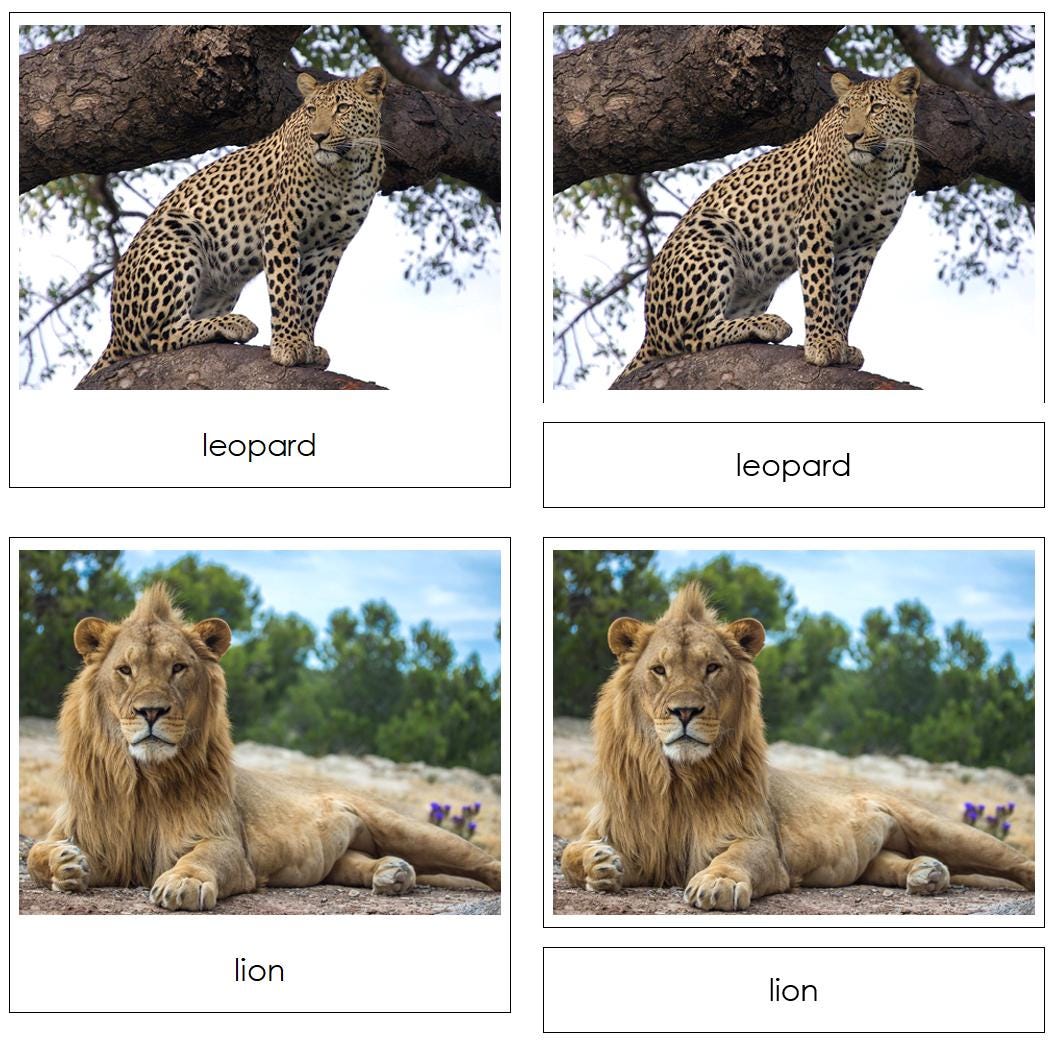 Big Cats Safari TOOB Cards - Montessori 3-part Cards (digital Download ...