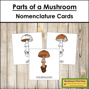 Parts of a Mushroom Nomenclature 3-Part Cards - Montessori Botany - Printable Montessori Materials - Digital Download