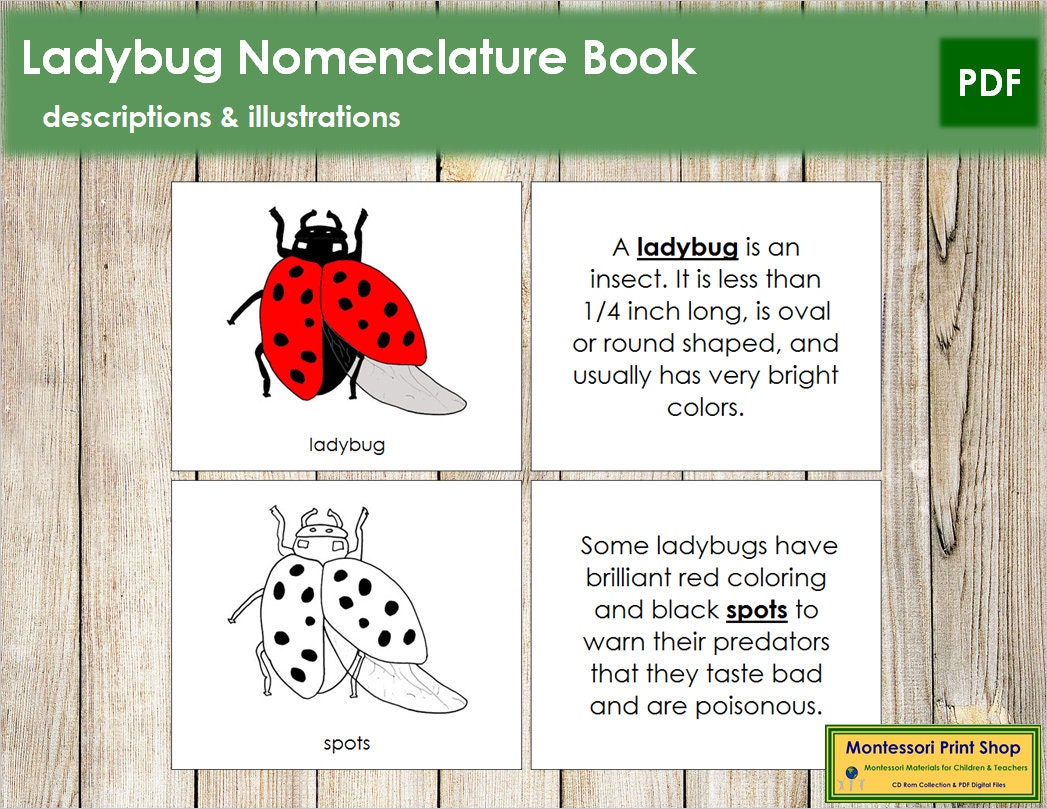 Download Parts Of A Ladybug Nomenclature Book Montessori Zoology Etsy