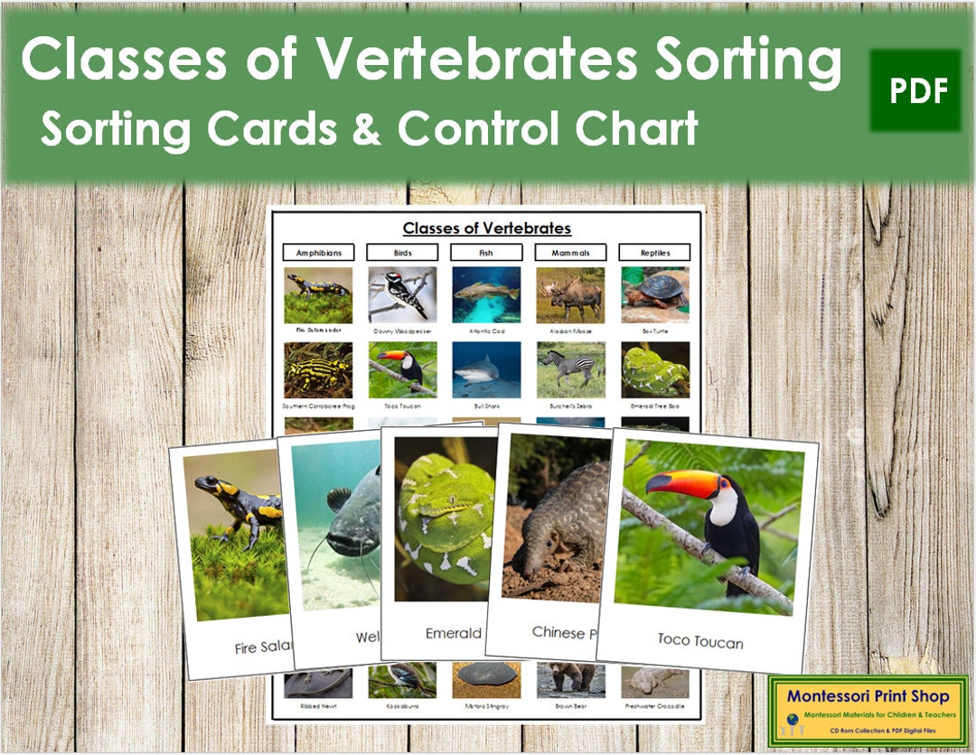 Classes of Vertebrates Sorting Cards & Control Chart Zoology - Etsy Classes of Vertebrates Sorting Cards & Control Chart Zoology - Etsy