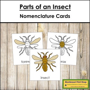 Parts of an Insect Nomenclature 3-Part Cards - Montessori Zoology - Printable Montessori Materials - Digital Download