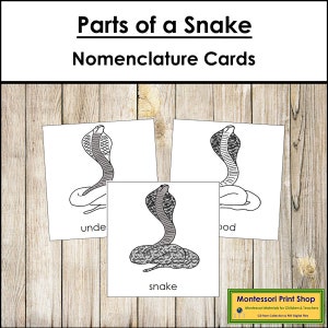Nomenclatura das Partes de uma Cobra - Cartões de 3 Partes - Zoologia Montessori - Materiais Montessori para Imprimir - Download Digital