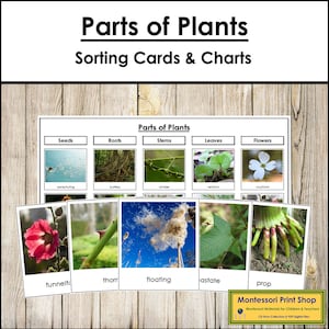 Tarjetas de clasificación de partes de plantas y tabla de control - Ciencias Montessori - Tarjetas Montessori imprimibles - Descarga digital