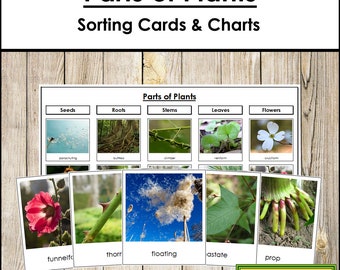 Parts of Plants Sorting Cards & Control Chart - Montessori Science - Printable Montessori Cards - Digital Download