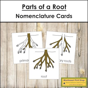 Parts of a Root Nomenclature 3-Part Cards - Montessori Botany - Printable Montessori Materials - Digital Download