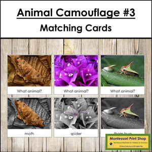 Animal Camouflage Matching Cards Set 3 - Zoologie - Cartes Montessori imprimables - Téléchargement numérique
