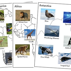 Animals of the Continents Set 1 - Montessori Geography &amp; Zoology ...