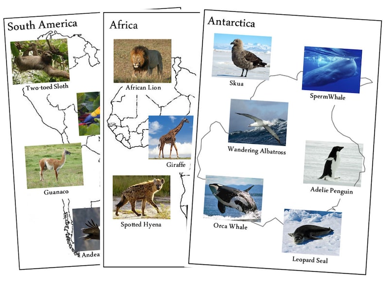 Animals of the Continents Set 1 Montessori Geography &amp; - Etsy