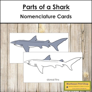 Parts of a Shark Nomenclature 3-Part Cards - Montessori Zoology - Printable Montessori Materials - Digital Download