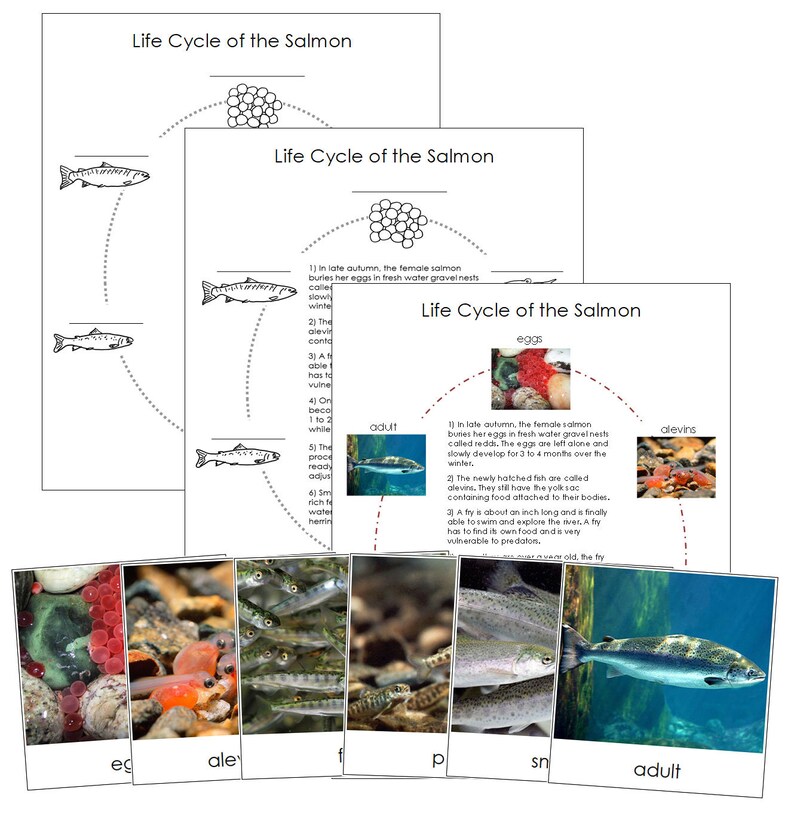 The Salmon Life Cycle 3 part Cards Charts Montessori Etsy Canada