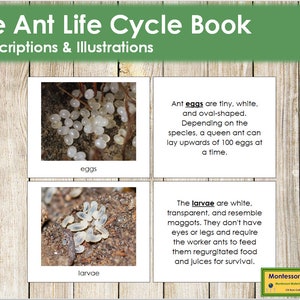 ant life cycle time