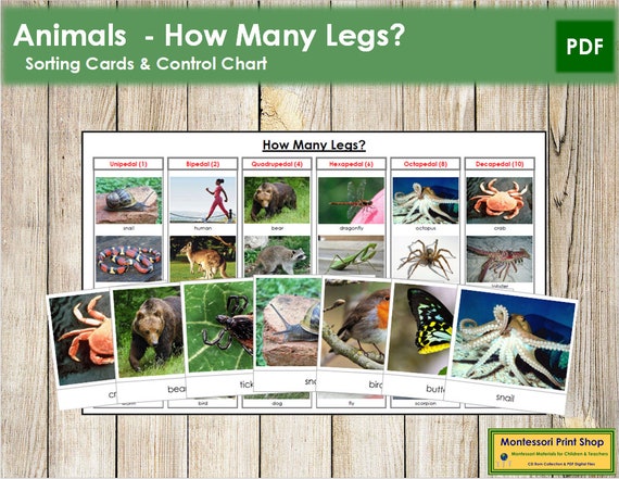 Animals: How Many Legs Zoology Printable Montessori Cards - Etsy Israel Animals: How Many Legs Zoology Printable Montessori Cards - Etsy Israel