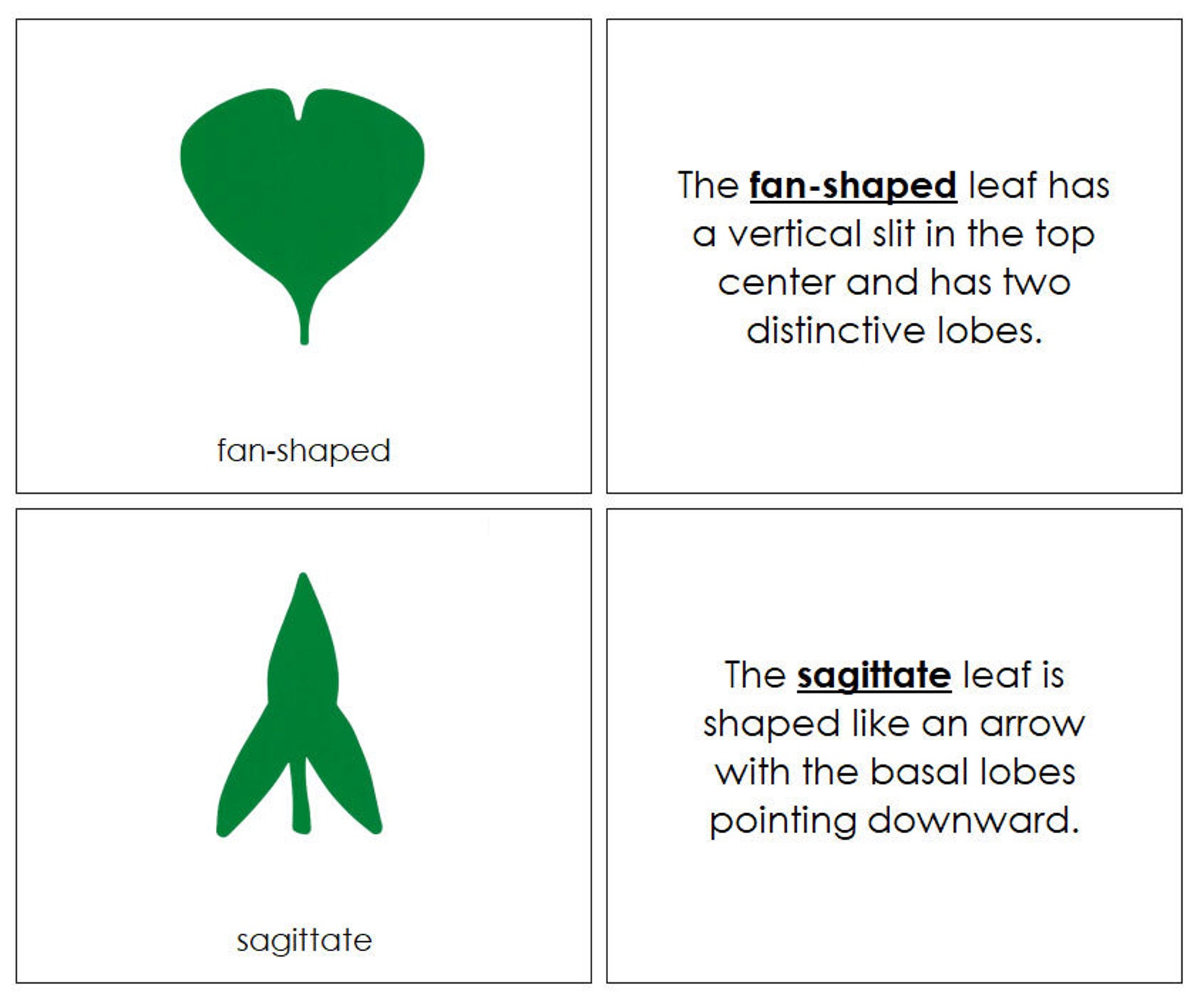 Montessori Botany Cabinet Nomenclature Book - Leaf Shapes (digital ...