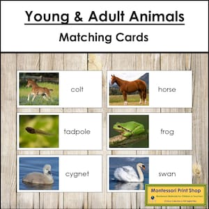 Cartes assorties pour animaux jeunes et adultes - grammaire Montessori - matériel Montessori imprimable - téléchargement numérique