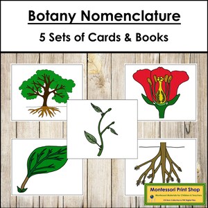 Botanik Nomenklatur 3-teilige Karten & Bücher Nomenklatur Bundle Set 1 - Druckbare Montessori Materialien - Digitaler Download